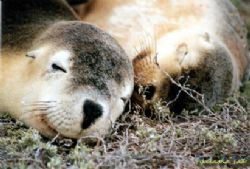 Sleeping Sea Lion pups at the Abrolhos Islands. Very Cute!!! by Natasha Tate 
